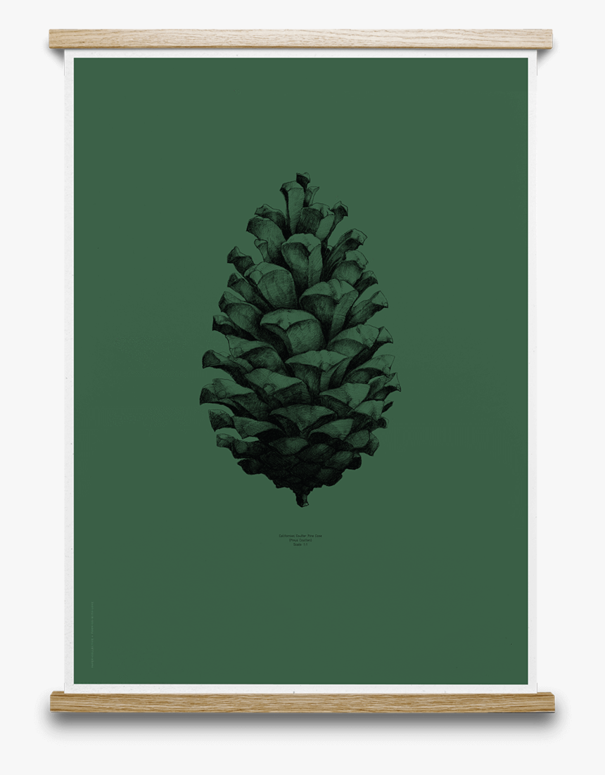 Pine Cone Print Free, HD Png Download