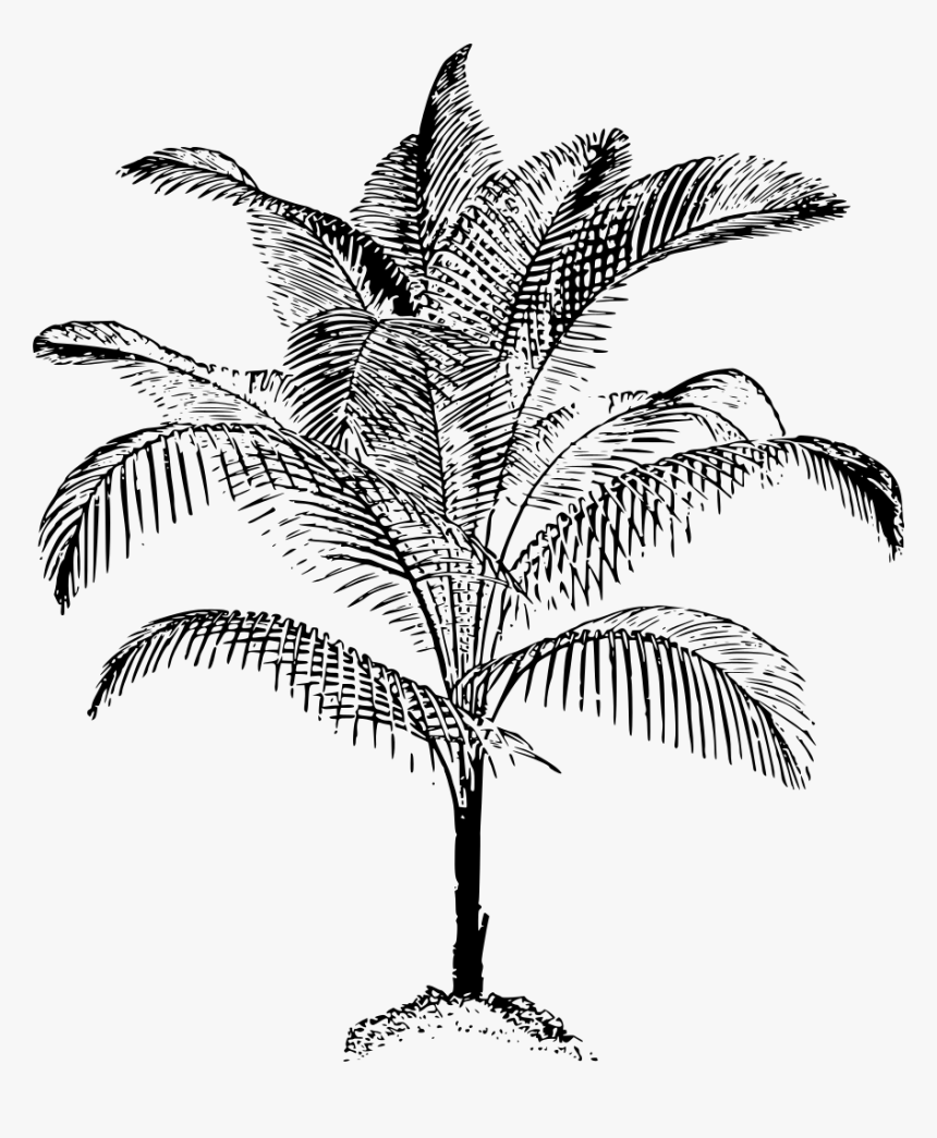 Black & White Sketch Of Coconut Trees, HD Png Download
