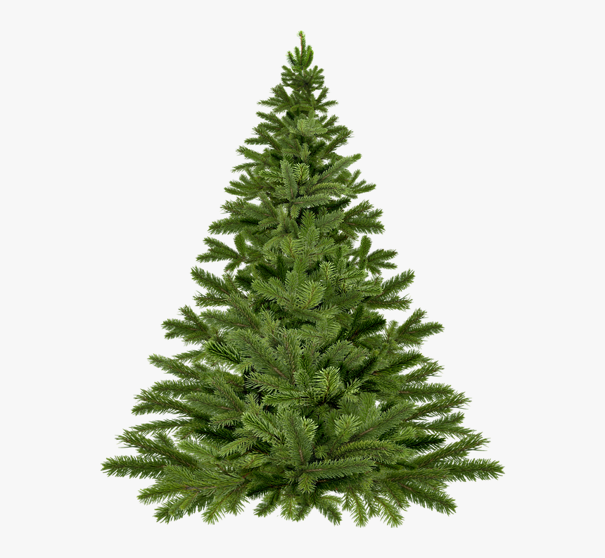 Temperate Coniferous Forest - Live Christmas Tree, HD Png Download