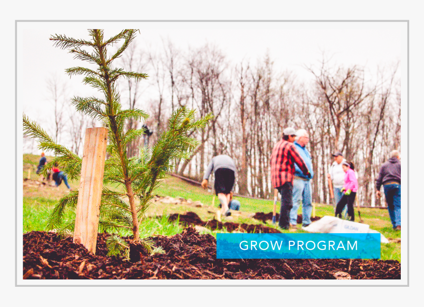 Lodgepole Pine, HD Png Download