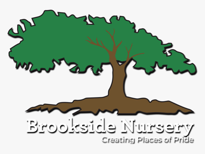 Pond Pine, HD Png Download