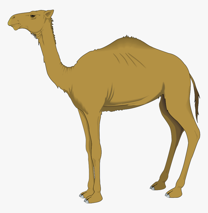 Dromedary Computer Icons Clip Art - Clipart Of Camel, HD Png Download