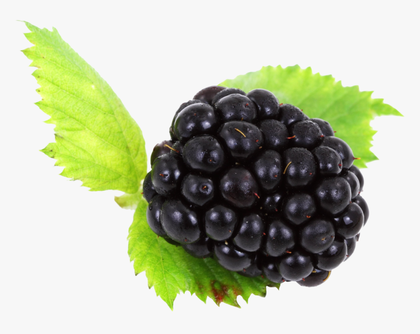 Black Berrys, HD Png Download