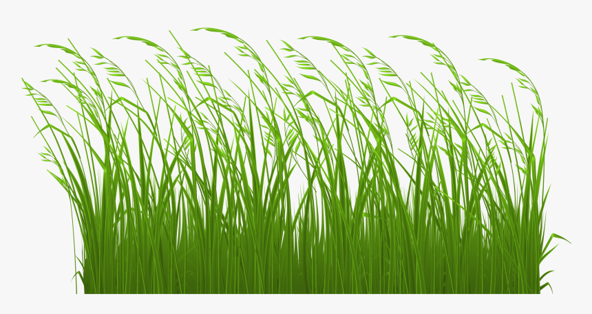 Grass Clip Art Free Clipart Images 3 - Long Grass Clip Art, HD Png Download