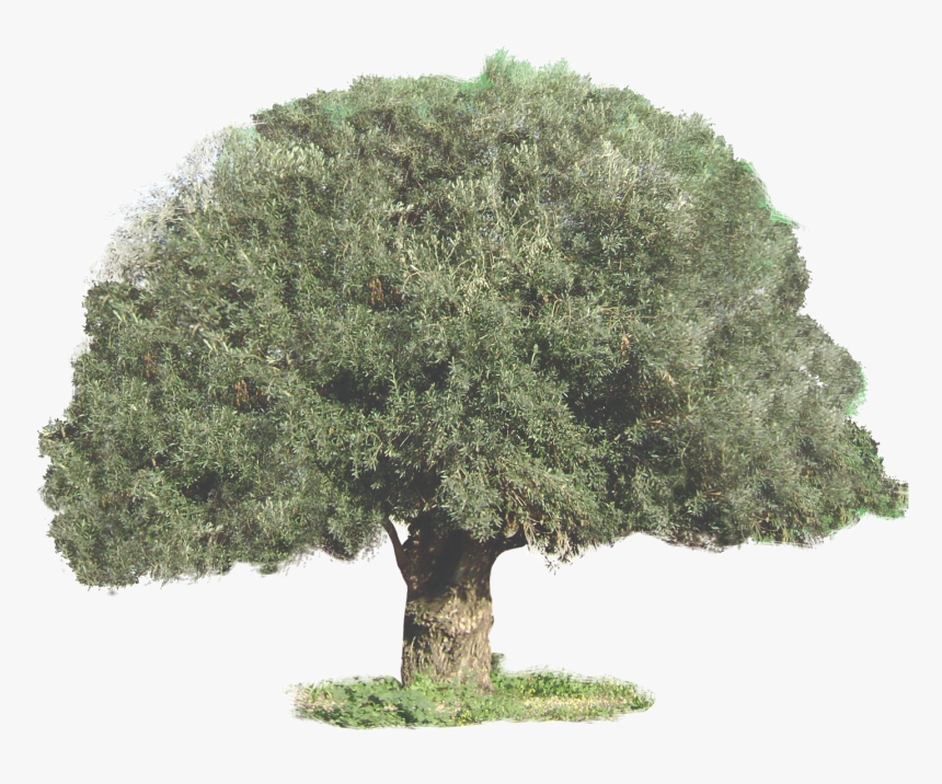 Sageretia Theezans, HD Png Download
