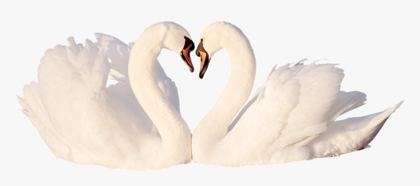 Swan, Love, Bird, White, Feather, Romantic, Swans, - Tundra Swan, HD Png Download