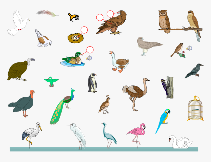 Any Ten Birds Name, HD Png Download