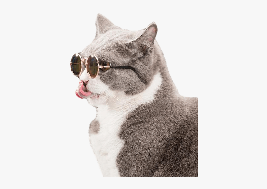Cat With Sunglasses Png, Transparent Png