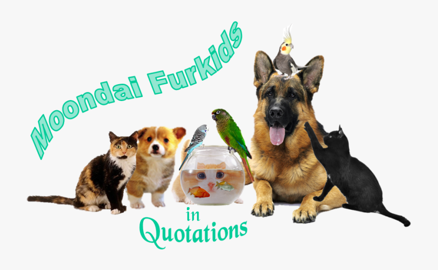 Old German Shepherd Dog, HD Png Download