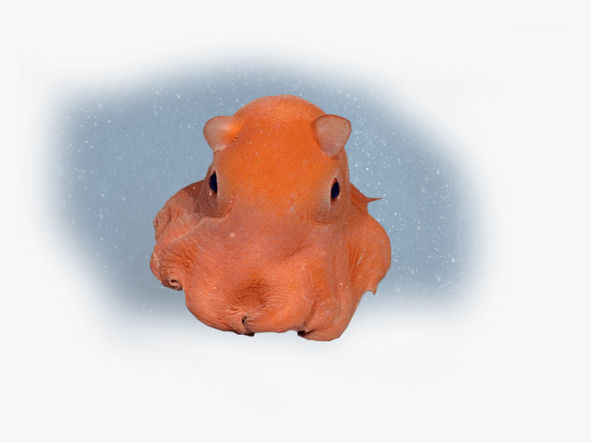 Real Life Flapjack Octopus, HD Png Download