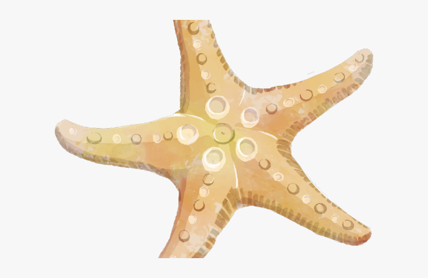 Transparent Starfish Cartoon Png - Starfish Clipart Png, Png Download