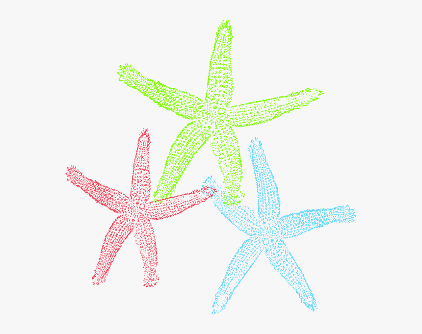Free Set Of Three Colorful Starfish Clip Art - Starfish, HD Png Download