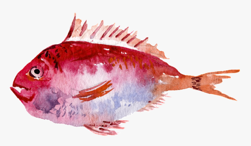 Red Watercolor Hand Painted Goldfish Transparent - Sole, HD Png Download
