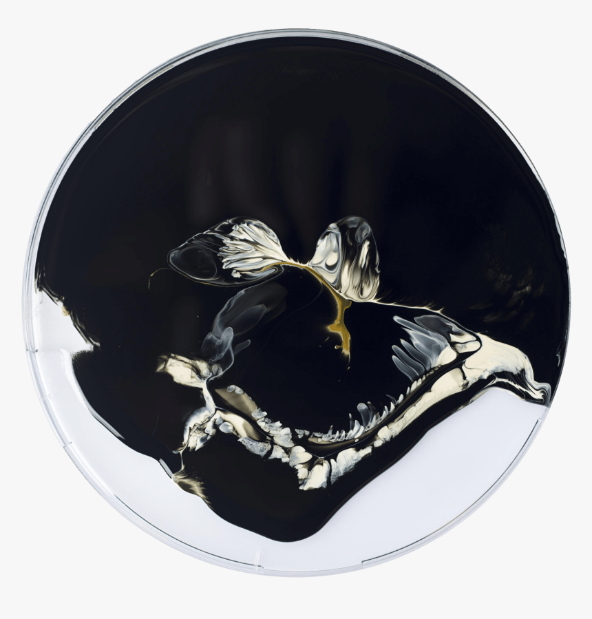 Butterfly, HD Png Download