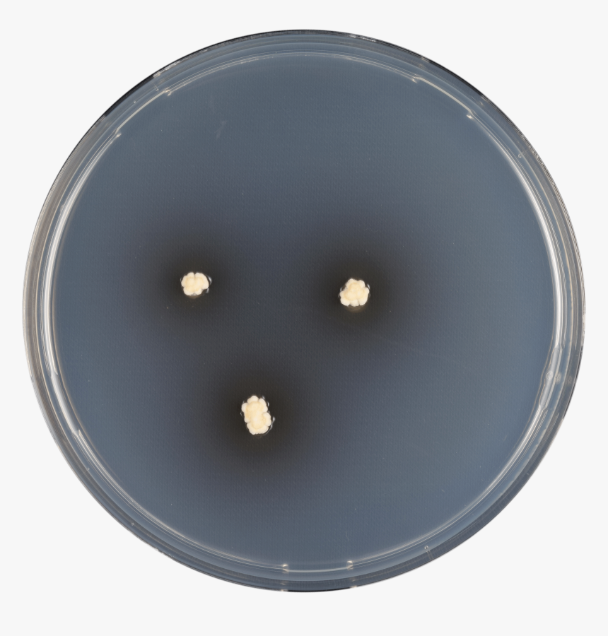 Aspergillus Iizukae Cya - Circle, HD Png Download