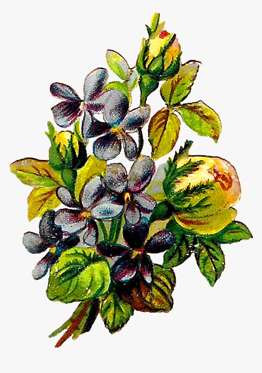 Rose Violets Flowers Floral Clipart Botanical Art Illustration - Beach Plum, HD Png Download