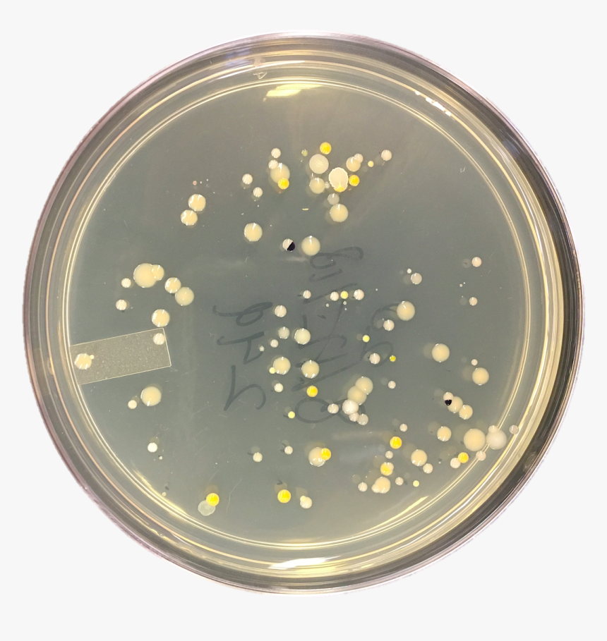 Petri Dish Png, Transparent Png