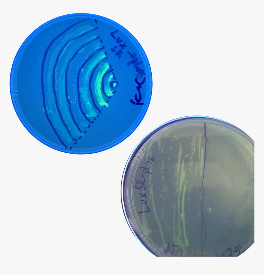 Pneumatico, HD Png Download