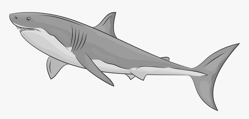 Great White Shark, HD Png Download