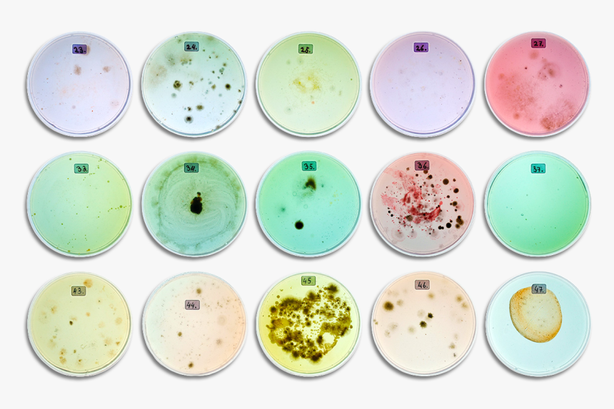 Fading Boundaries Twelve Petridishes Top View, HD Png Download