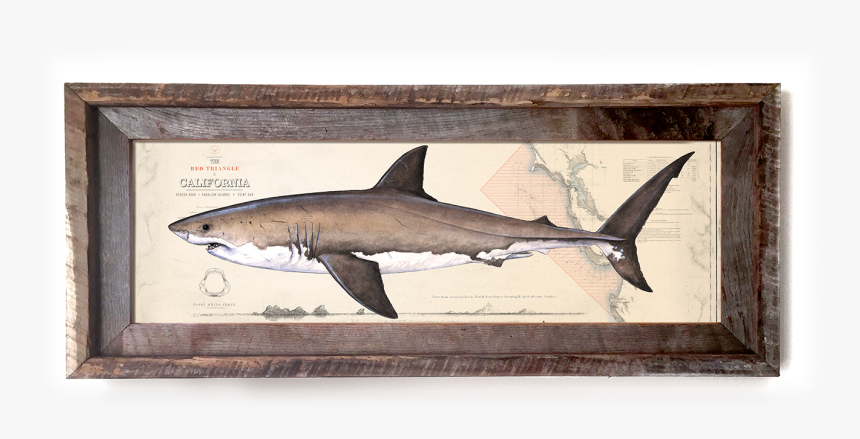 Tiger Shark, HD Png Download