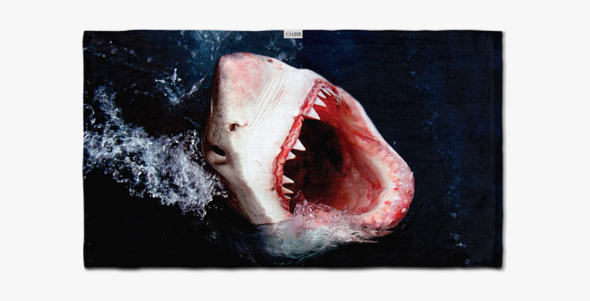 Shark, HD Png Download