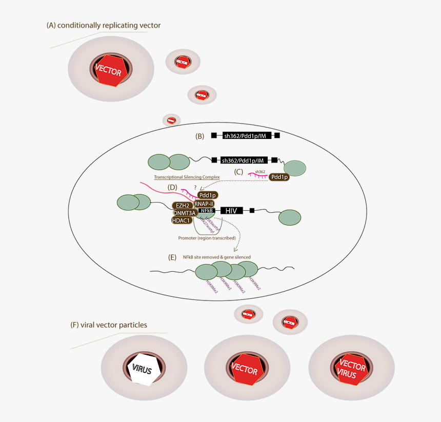 Transparent Target Vector Png - Circle, Png Download