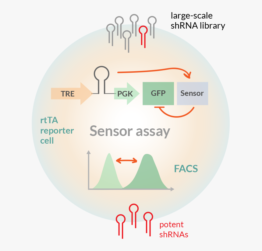 Transparent Target Vector Png - Reporter Rnai, Png Download