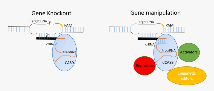 Crispr Cas9 System, HD Png Download