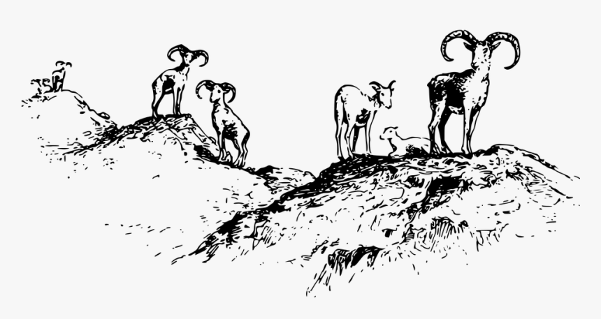 Sheep Ram Ewe Pixabay, HD Png Download