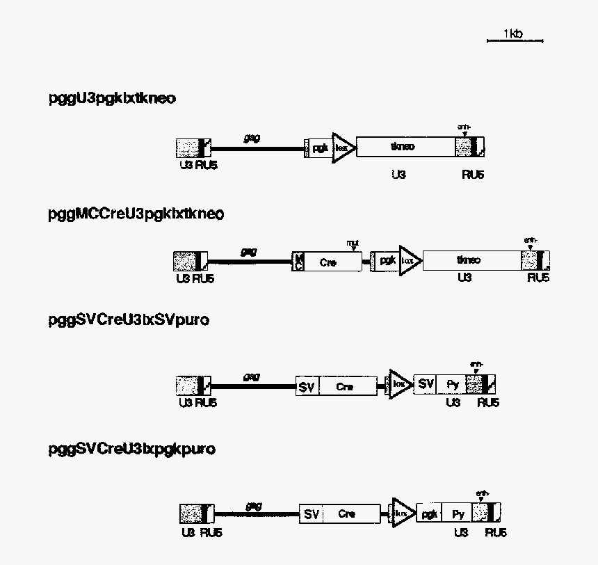 Diagram, HD Png Download