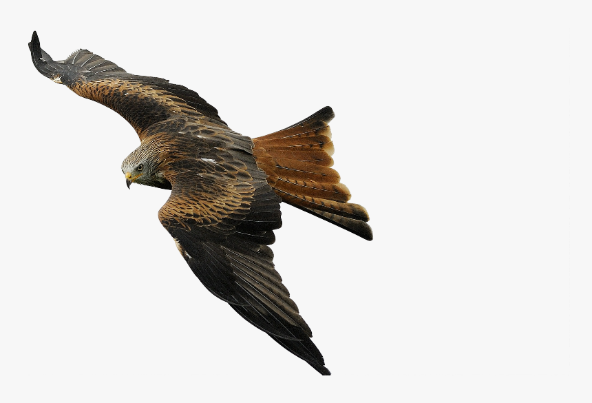 Free Raptor Bird Png - Raptor Bird Png, Transparent Png