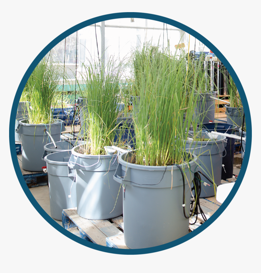 Passive Water Circle - Sweet Grass, HD Png Download