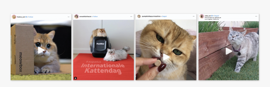 Catfluencers Sponsored Posts Cat Stuff - Kitten, HD Png Download
