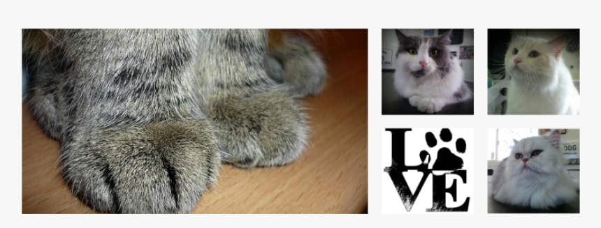 Koala, HD Png Download