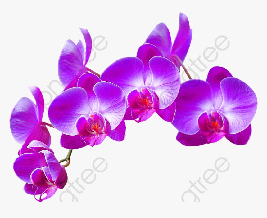 Transparent Background Orchid Vine Transparent, HD Png Download