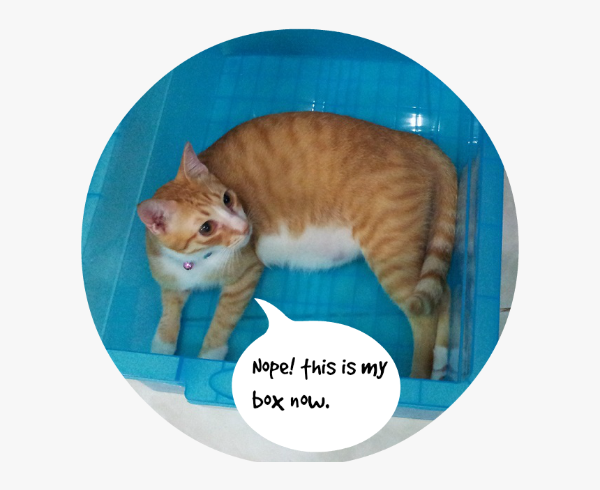 20131120 205159a - Tabby Cat, HD Png Download