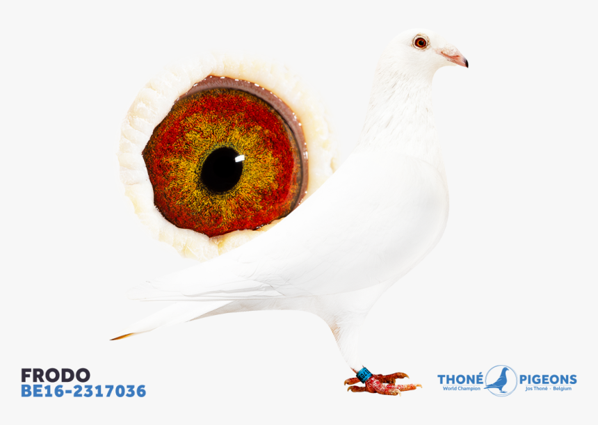 Chicken, HD Png Download