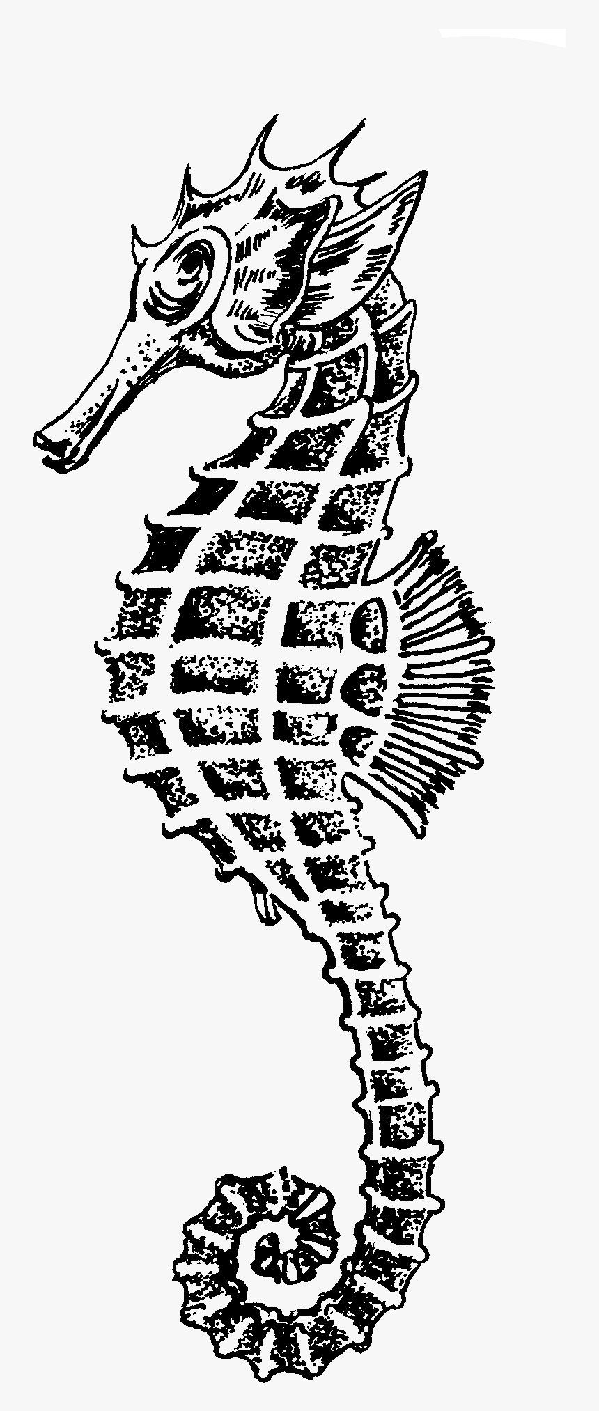 Seahorse Drawing Png, Transparent Png