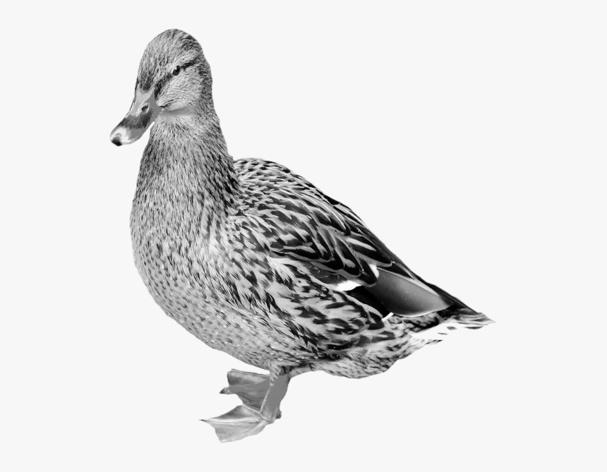 Mallard Png Free Download - Goose Bill Vs Duckbill, Transparent Png