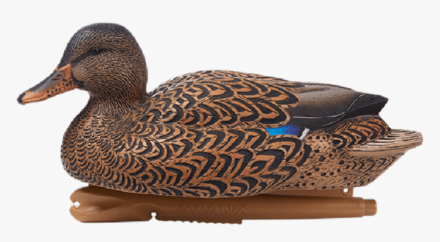 Avian-x Foam Filled Oversized Mallard 6 Pack - Avian X Mallard, HD Png Download