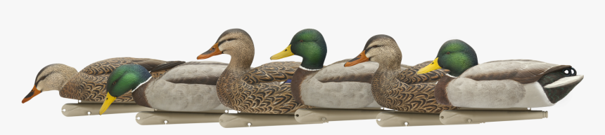 Mallard, HD Png Download