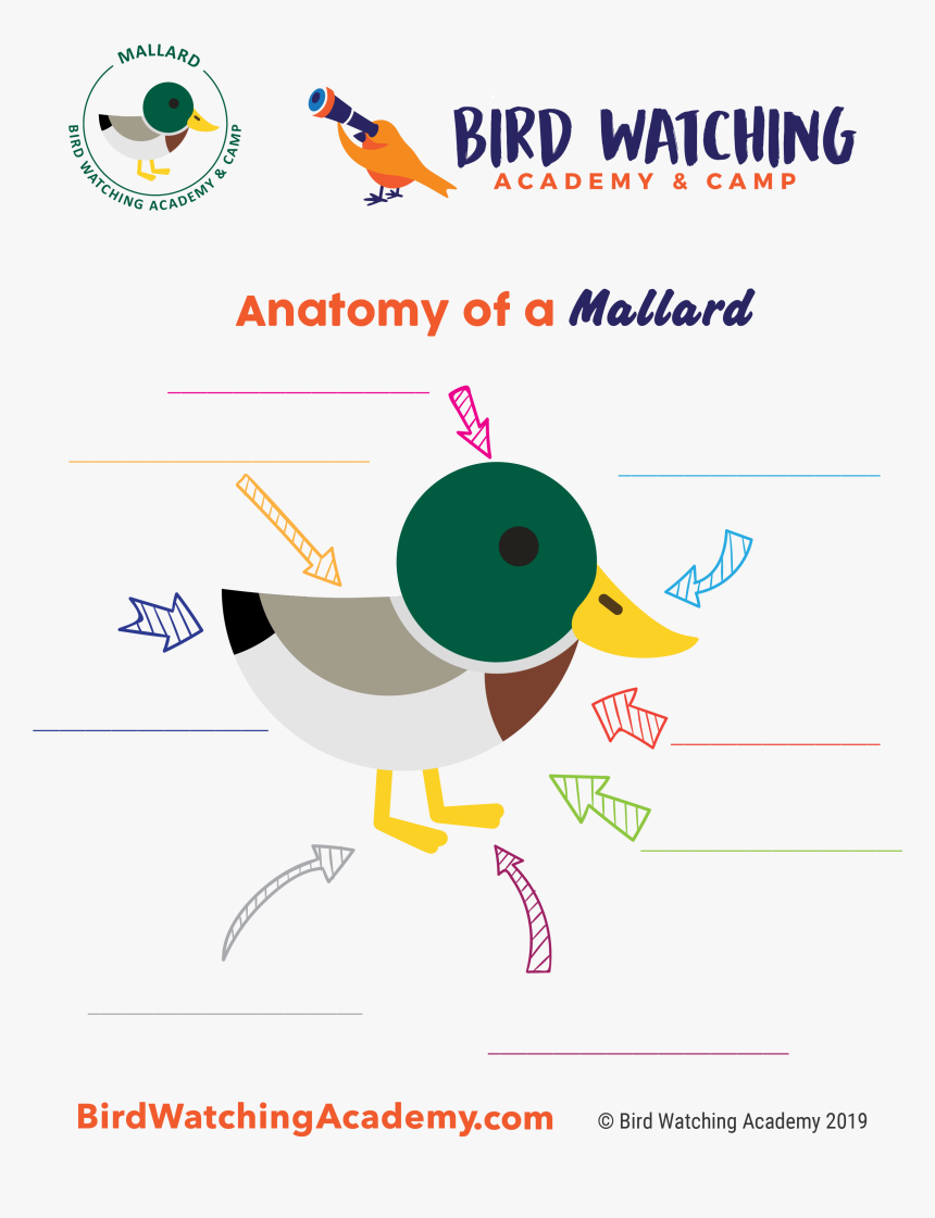 Great Horned Owl Anatomy, HD Png Download