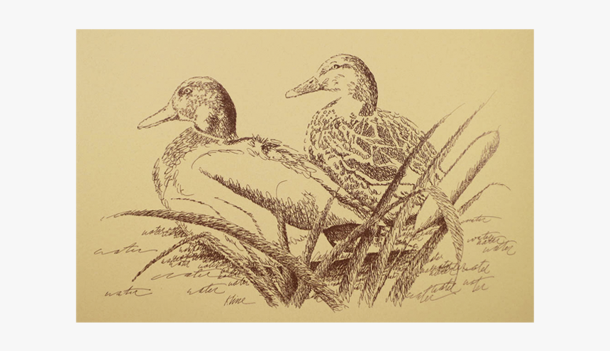 Bufflehead, HD Png Download