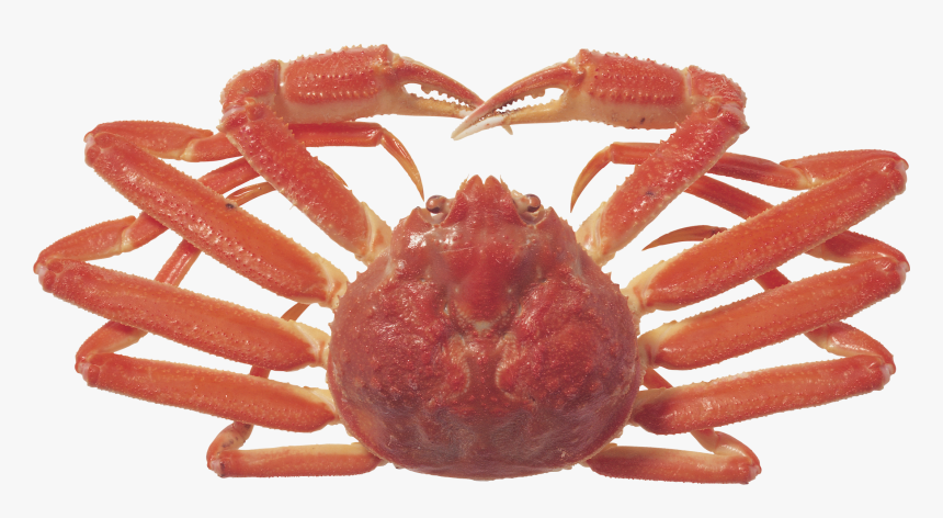 Crab Png - Crabs, Transparent Png