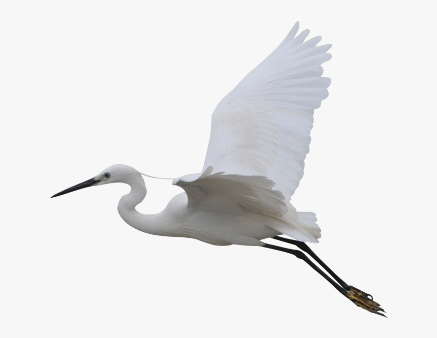Water Bird, HD Png Download