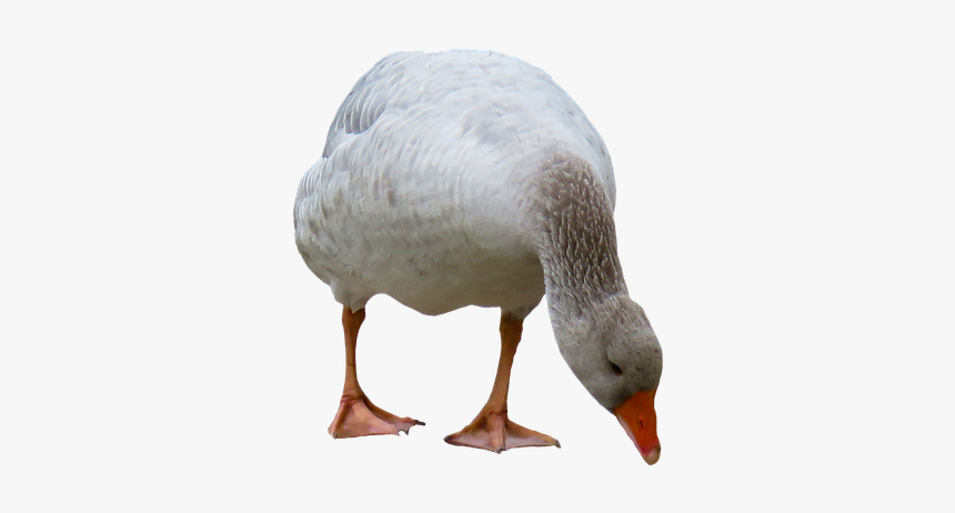 American Black Duck, HD Png Download