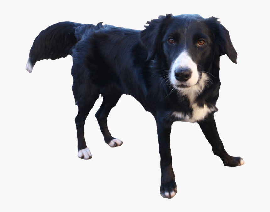 Border Collie Transparent Background, HD Png Download