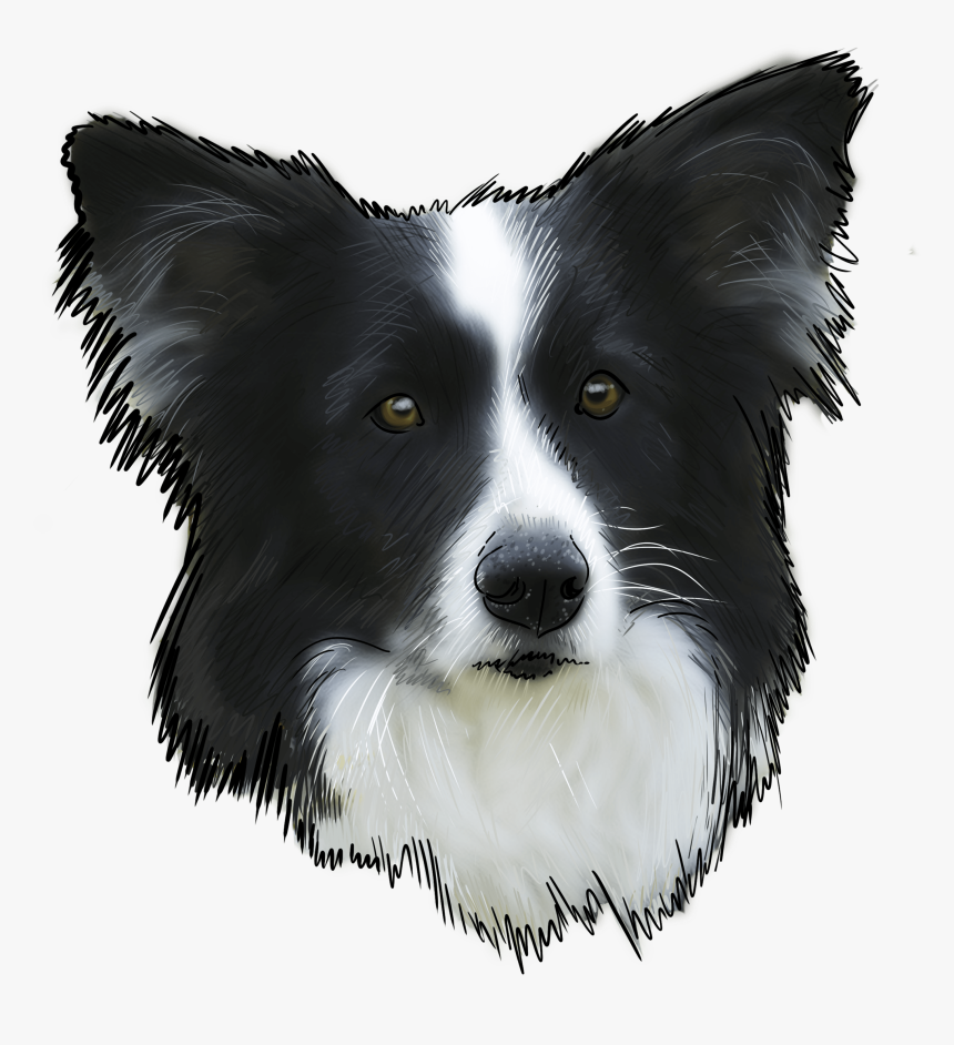 Transparent Border Collie Png - Border Collie, Png Download