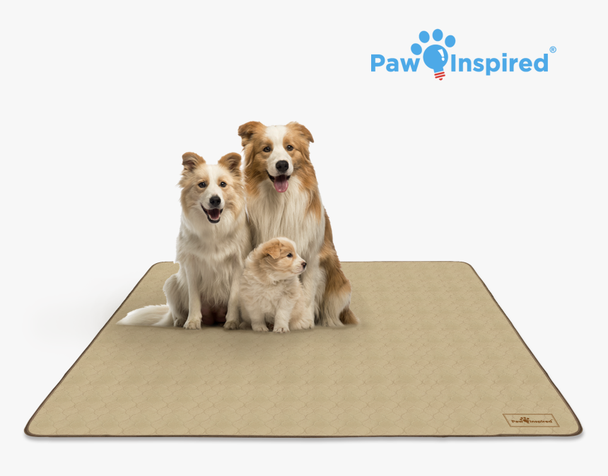 Puppy Paw Png -72 - Wheaten Border Collie Puppies, Transparent Png